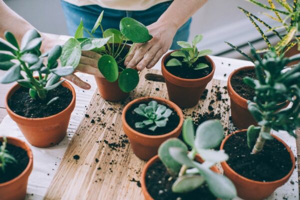 Why Terra Cotta Pots Could Be Your Saving Grace if You Overwater Your Plants