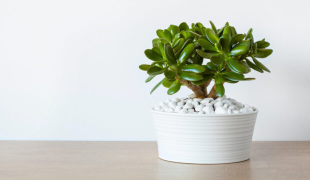Here's How To Care For the Low-Maintenance Jade Plant
