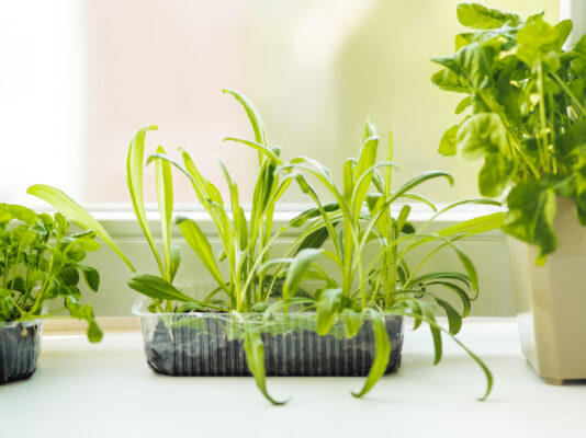 3 Mistakes You're Making With Your Windowsill Planter, According to a Professional Plant Mom