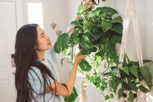 Pothos vs. Philodendron: Which Plant Is the Better Choice for You?