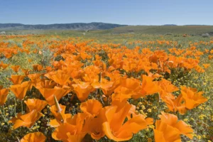 California’s Super Bloom Is Too Pretty for Words—So Here Are 29 Photos of It